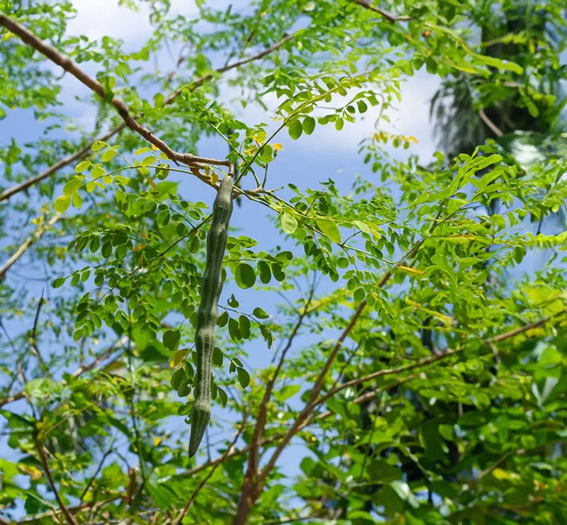Drumstick Tree or Moringa Leaf